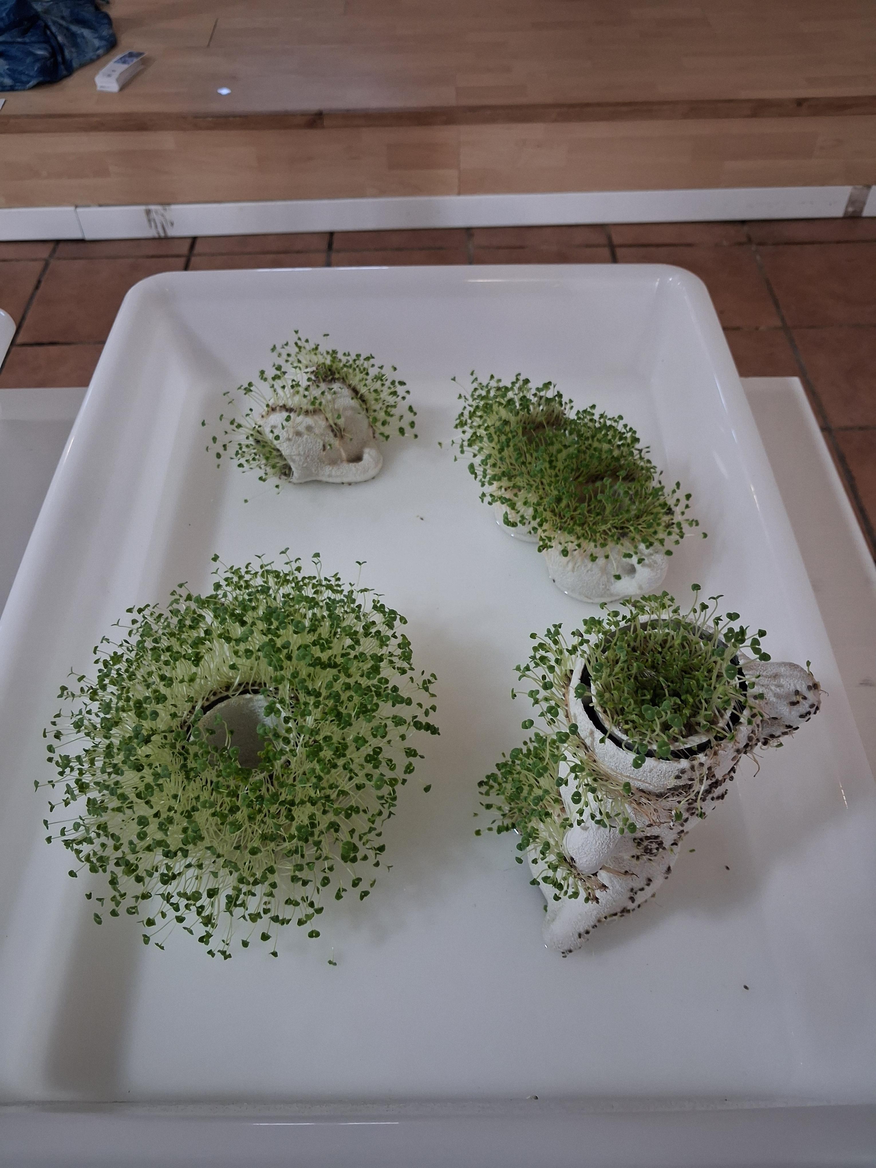 tazas de café en relaciones diversas, todas germinadas