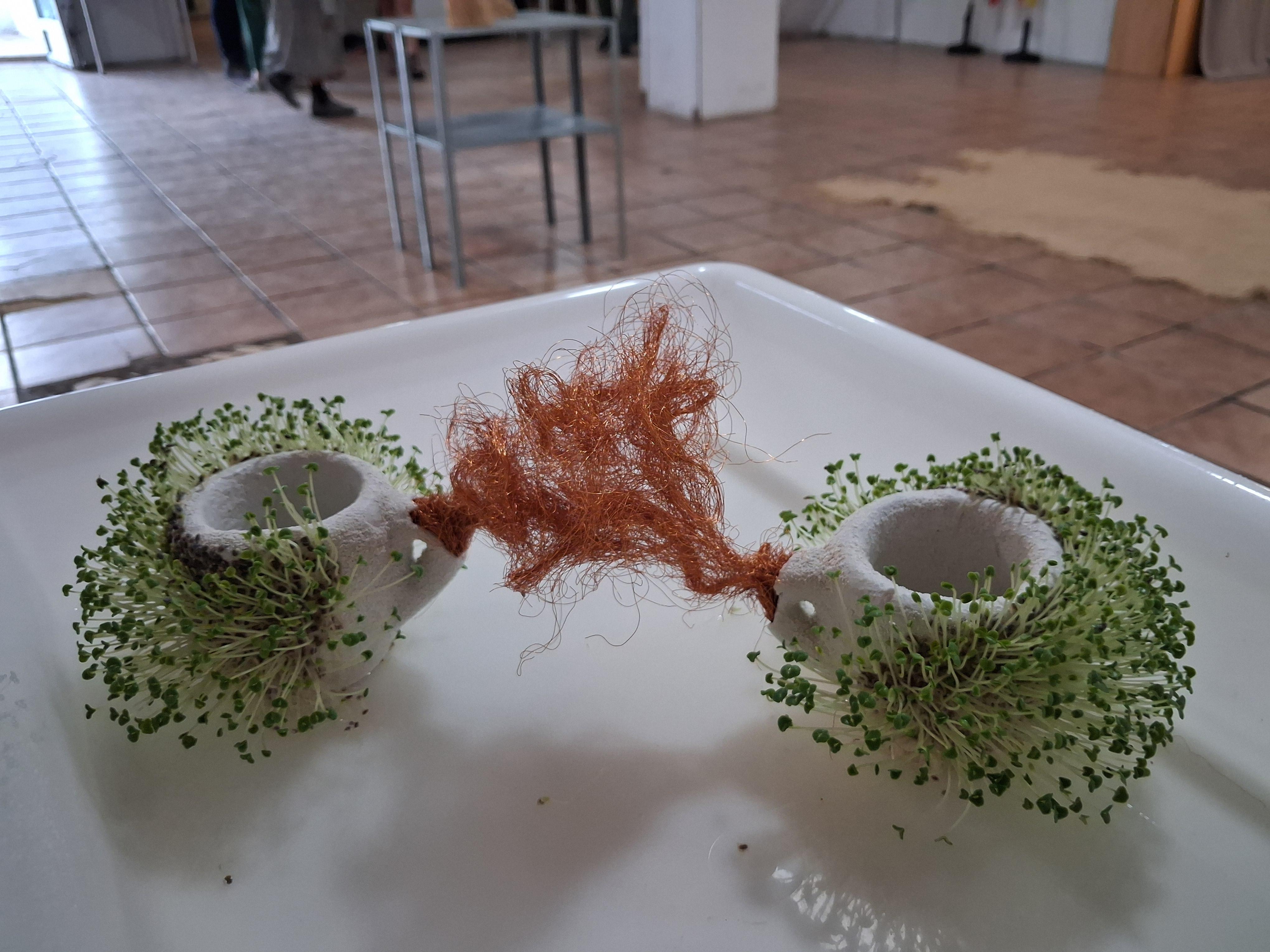 tazas de café en relaciones diversas, todas germinadas