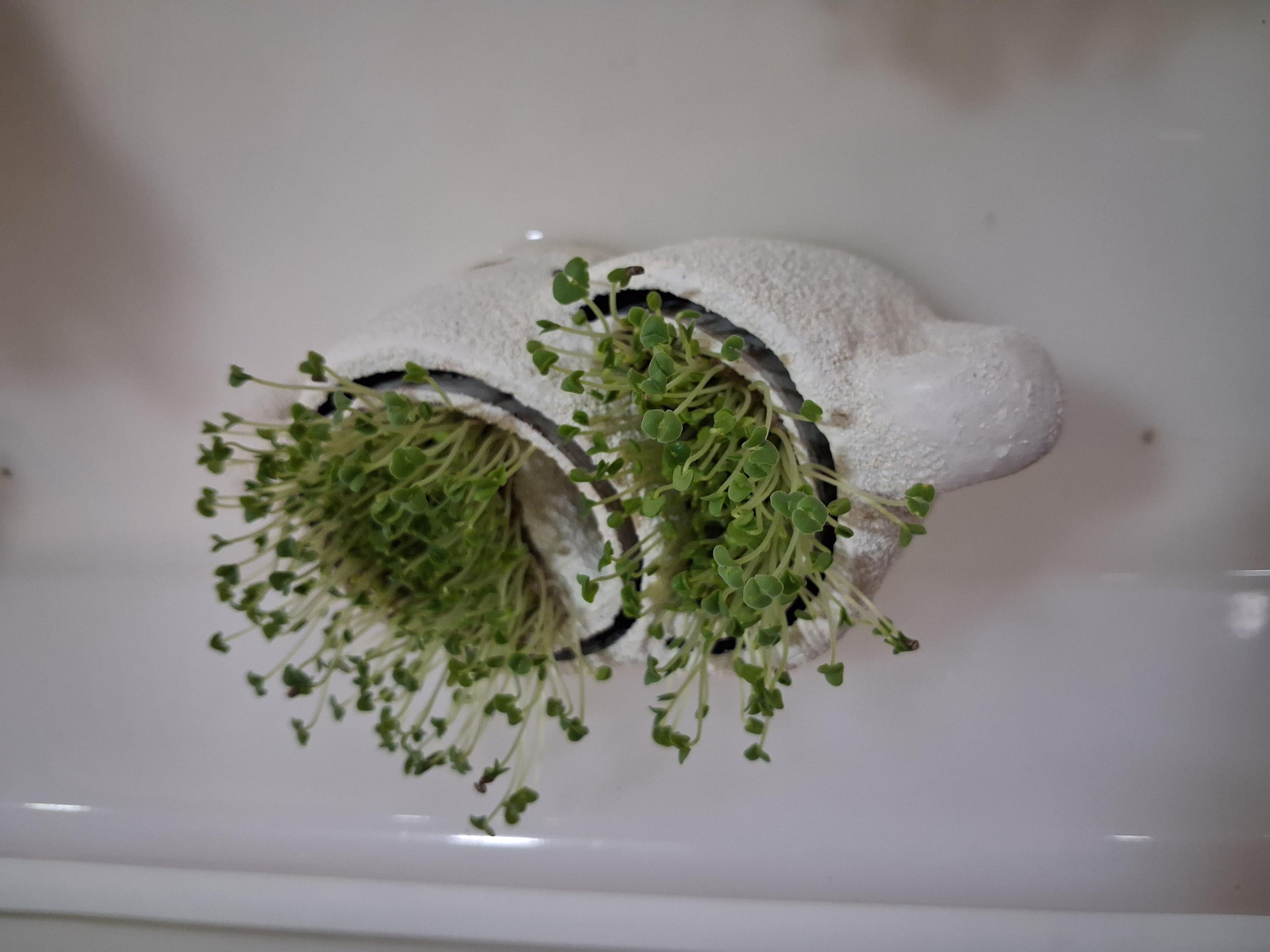 tazas de café en relaciones diversas, todas germinadas