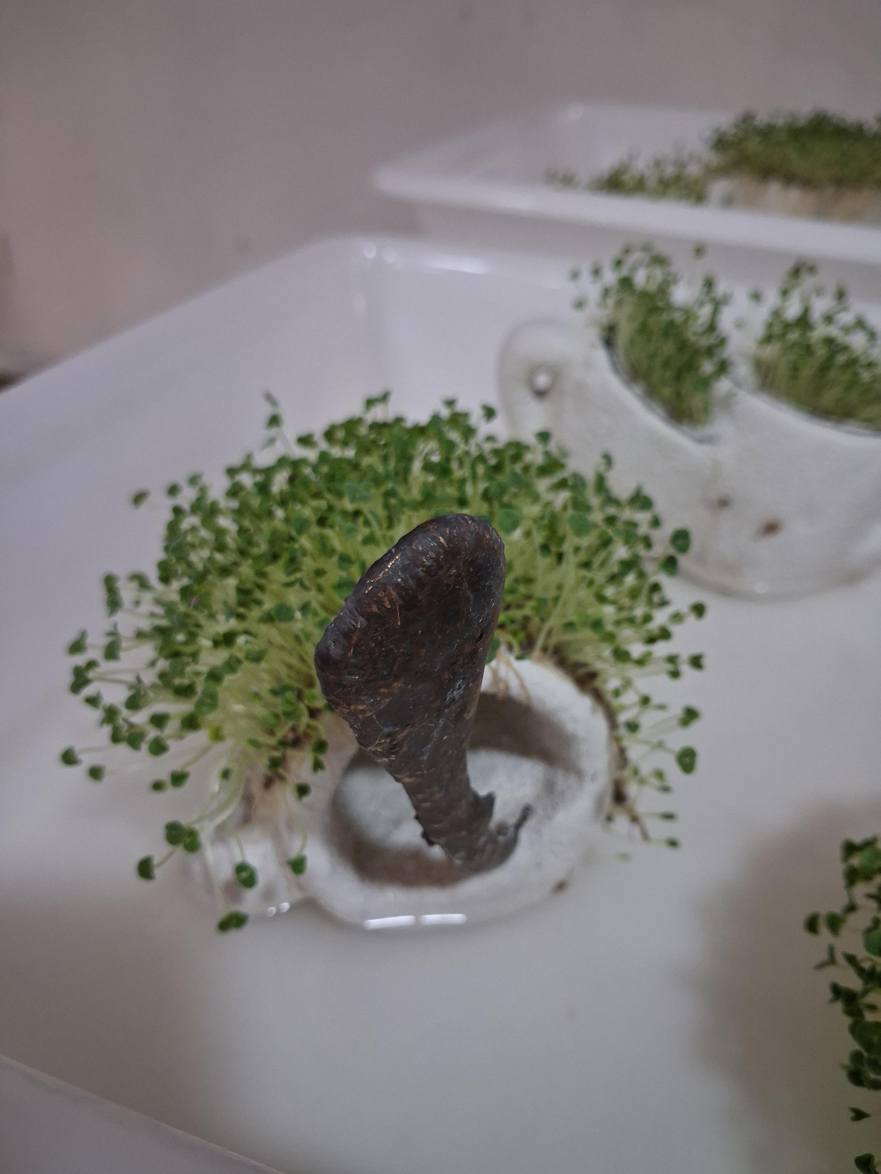 tazas de café en relaciones diversas, todas germinadas